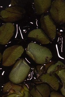 00192_Salvinia_auriculata_mod.jpg