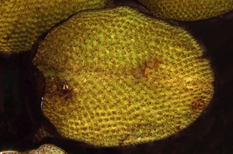 00194_Salvinia_auriculata_mod1.jpg