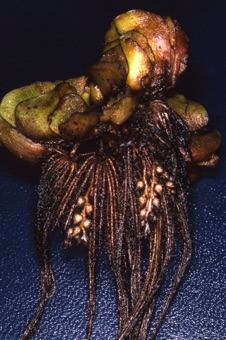 00196_Salvinia_auriculata_mod.jpg