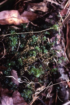 00929_Selaginella_apoda_mod.jpg