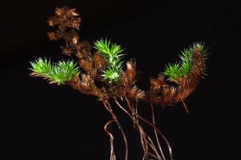 Selaginella hansenii - from California; a species capable of drying out completely and returning to life when rains come.