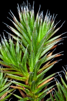 Selaginella hansenii - from California; a species capable of drying out completely and returning to life when rains come.