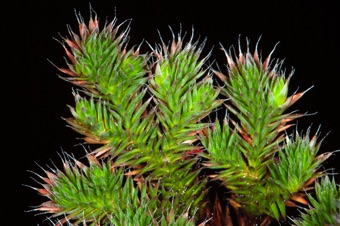 Selaginella hansenii - from California; a species capable of drying out completely and returning to life when rains come.