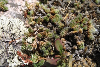 Selaginella - Argentina
