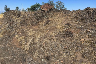Selaginella hansenii habitat