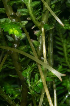 Selaginella kraussiana - rhizophores arise from branch points in stem