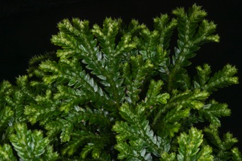 Selaginella kraussiana - look closely at leaf dimorphism some selaginella species exhibit
