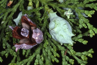 Thuja orientalis
