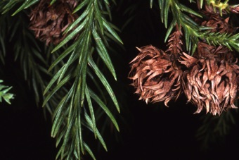 00645_Cryptomeria_japonica_mod21.jpg