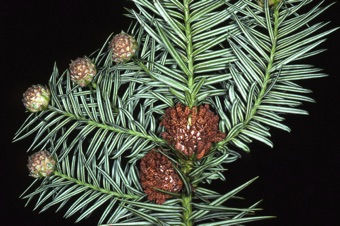 Cunninghamia laneceolata