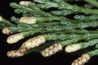 Calocedrus decurrens - incense cedar male cones