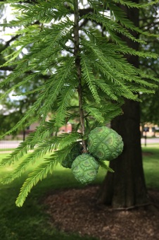 Taxodium - Carthage, Illinois. Female cones