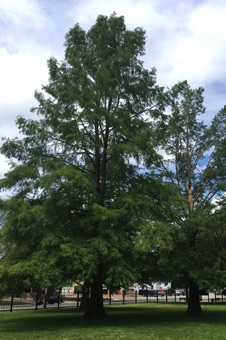 Taxodium - Carthage, Illinois