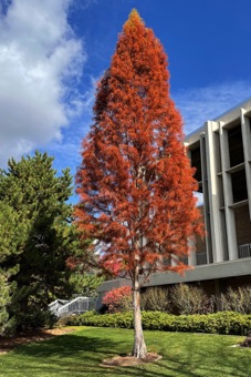 Metasequoia - This genus was named from fossils before living plants were discovered in the 1940s. They can grow 3 ft./year in height
