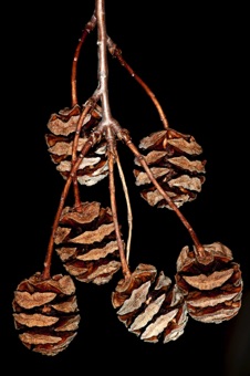 Metasequoia female cones, about 1&ndash;1.5 inches long