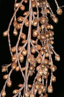Metasequoia male cones; metasequoia is monoecious