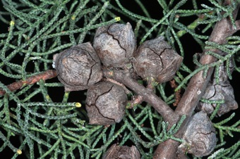 Cupressus arizonica - large female and tiny male cones visible