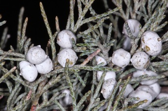 Juniperus - female cones; these have a common name of "juniper berries" because they are fleshy, but there is no ovary so they aren't fruits.
