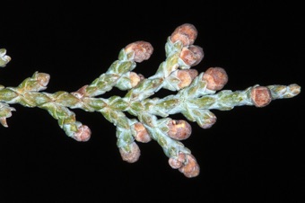 Juniperus - male cones