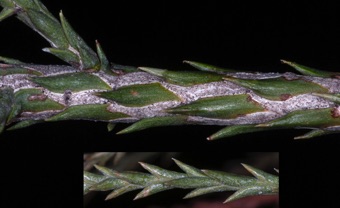 Sequoiadendron branches with awl-like leaves