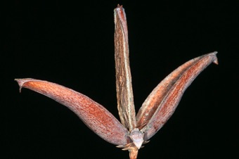 Calocedrus decrrens -Incense cedar female cone (about 1.5 inches long)