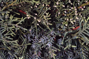 Juniperus (male) - scale like mature leaves at top, and awl-like juvenile leaves also produced in response to pruning/grazing toward the bottom