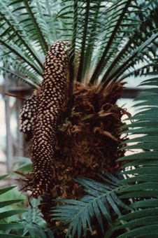 Cycas circinalis - male