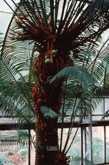 Cycas circinalis - female