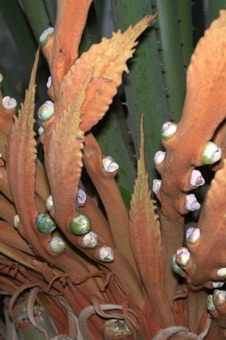 Cycas - ovuliferous leaves