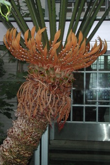 Cycas - whorl of old ovuliferous leaves at base, cut bases of vegetative leaves, new ovuliferous leaves, and more vegetative leaves at top