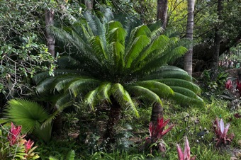 IMG_9914_cycas&palmTrunk_mod23
