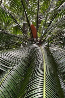 IMG_9927_cycasmale_mod23
