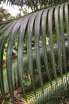 IMG_9930_cycasLeaf_mod23