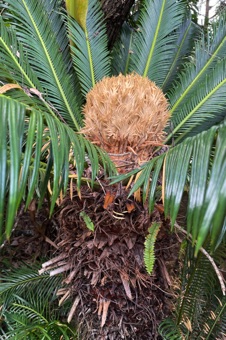 IMG_9950_cycas_mod23