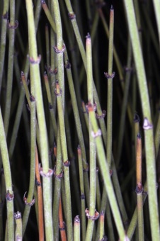 00123_Ephedra_viridis_mod21.jpg