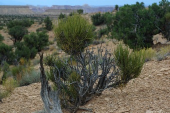 DSC_0355_ephedra_mod21.jpg