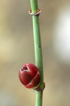 Ephedra - Argentina; female