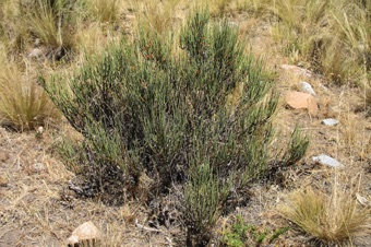 Ephedra - Argentina