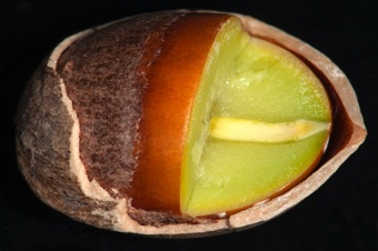 Ginkgo - section through ovule (after removing fleshy layer), showing green megagametophyte and developing embryo within