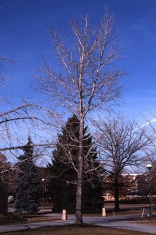 Ginkgos have a growth form similar to conifer trees like pines with a main central axis from base to tip; this becomes less apparent with age