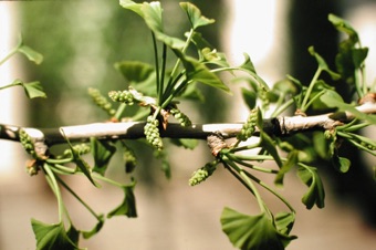 Branch with long shoot / short shoot dimorphism