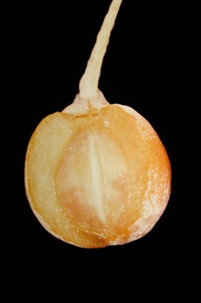 Ginkgo ovule, sectioned through fleshy layer and stopping at stoney layer of integument.