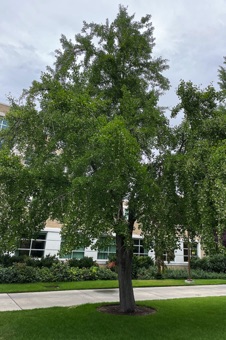 Ginkgo