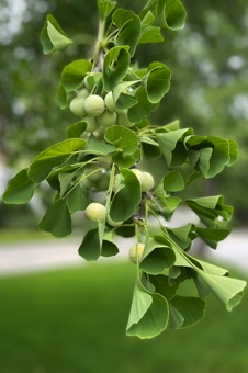 Ginkgo branch