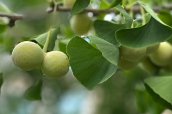 Ginkgo paired ovules
