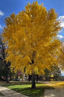 Ginkgo - fall color on BYU campus