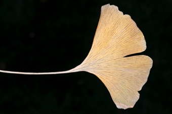 Ginkgo biloba - leaf following dehiscence