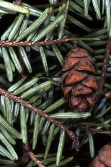 Tsuga canadensis