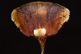 Abies - abaxial (bottom) side of a fir cone scale with bract at its base