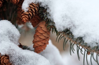 Picea glauca - female cones